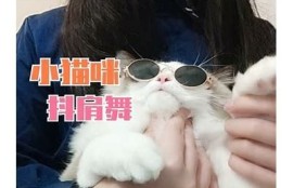 抖阴猫咪快猫症状及治疗方法详解，助你关注猫咪健康
