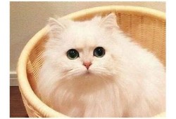 猫咪和抖阴：探讨它们的有趣成长与互动经历