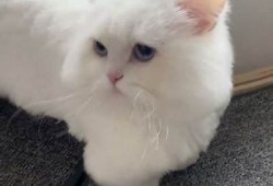 猫咪抖阴大集合：最可爱猫咪搞笑瞬间分享