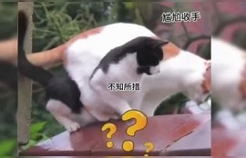 快猫与抖阴的含义解析：它们分别代表什么？