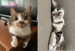 抖阴后猫咪的可爱瞬间，带你领略猫咪的萌趣生活