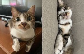 抖阴后猫咪的可爱瞬间，带你领略猫咪的萌趣生活