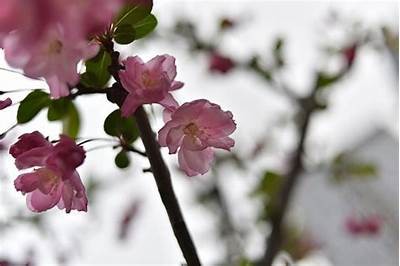 采撷蝌蚪陌生花，探索抖阴背后的秘密与魅力