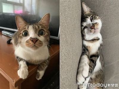 抖阴后猫咪的可爱瞬间，带你领略猫咪的萌趣生活