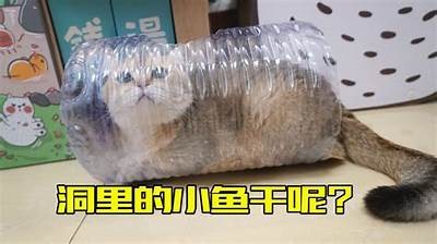 探秘抖阴与猫咪：如何利用短视频吸引更多宠物爱好者