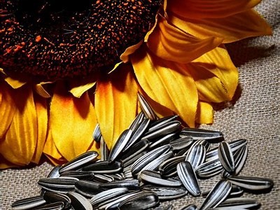 快猫破解版与抖阴的深度对比：视频直播神器如何选择？
