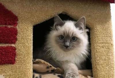 抖阴猫咪快猫症状及治疗方法详解，助你关注猫咪健康