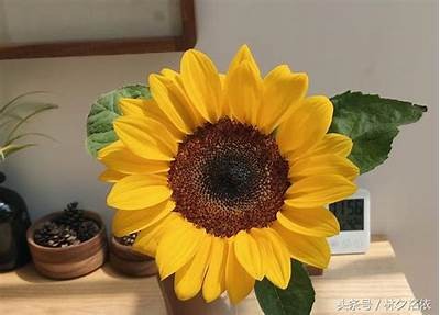 阳光下的向日葵视频分享，带你探索抖阴的精彩内容！