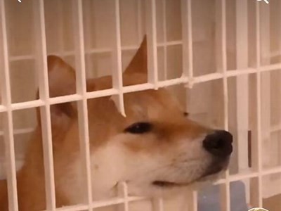 抖音正版破解下载：如何安全获取最新版本与使用技巧