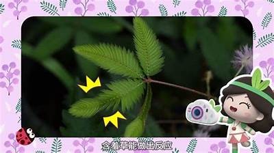 麻豆传媒新作含羞草fi11精彩剧情及角色解析